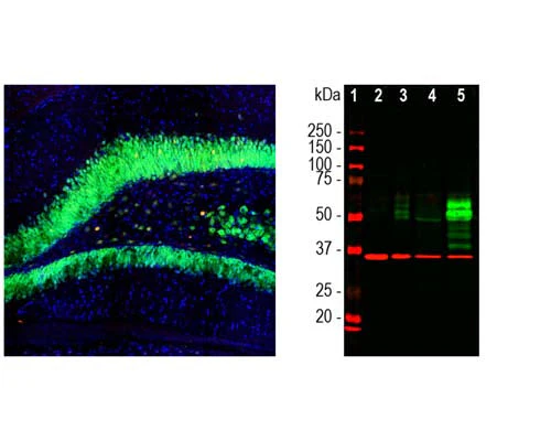 Anti-Cellular oncogene fos (c-Fos) Antibody - Image 3