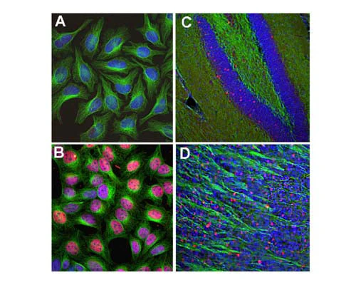 Anti-Cellular oncogene fos (c-FOS) Antibody