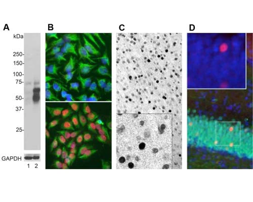 Anti-Cellular oncogene fos (c-FOS) Antibody - Image 2