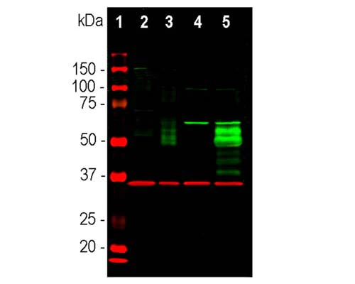 Anti-Cellular oncogene fos (c-FOS) Antibody - Image 4
