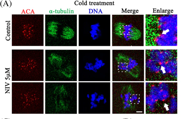 Anti-Centromere Protein Antibody - Image 4