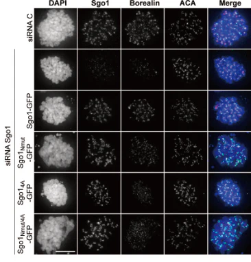 Anti-Centromere Protein Antibody - Image 7