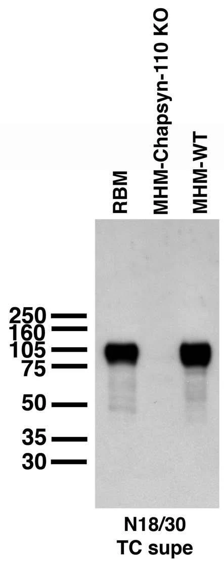 Anti-Chapsyn-110/PSD-93 Antibody - Image 2