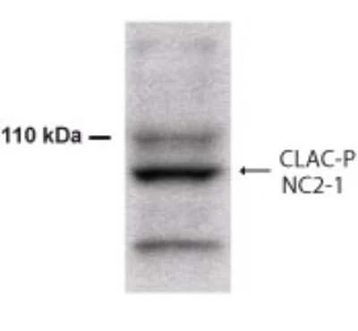 Anti-CLAC-P (NC2-1 region) Antibody