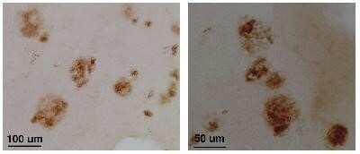 Anti-CLAC-P (NC3 region) Antibody