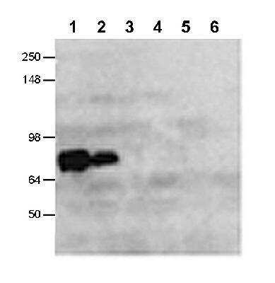 Anti-CLAC-P (NC3 region) Antibody - Image 2