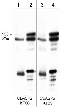Anti-CLASP2 (N-terminus) Antibody