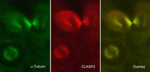 Anti-CLASP2 (N-terminus) Antibody - Image 2