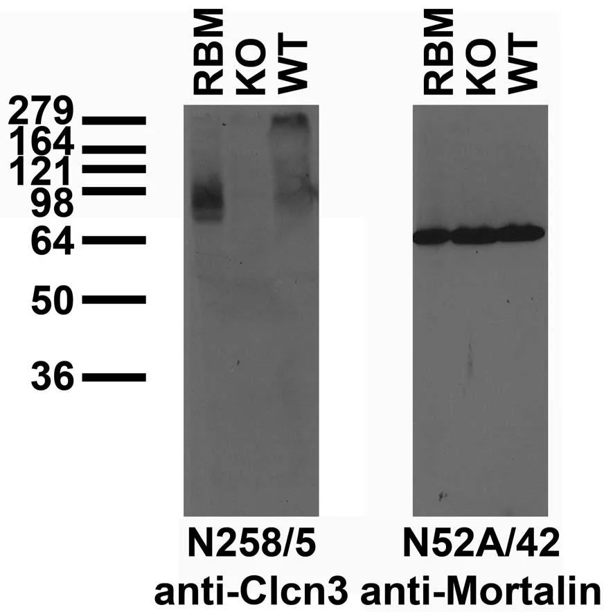 Anti-Clcn3 Antibody - Image 2