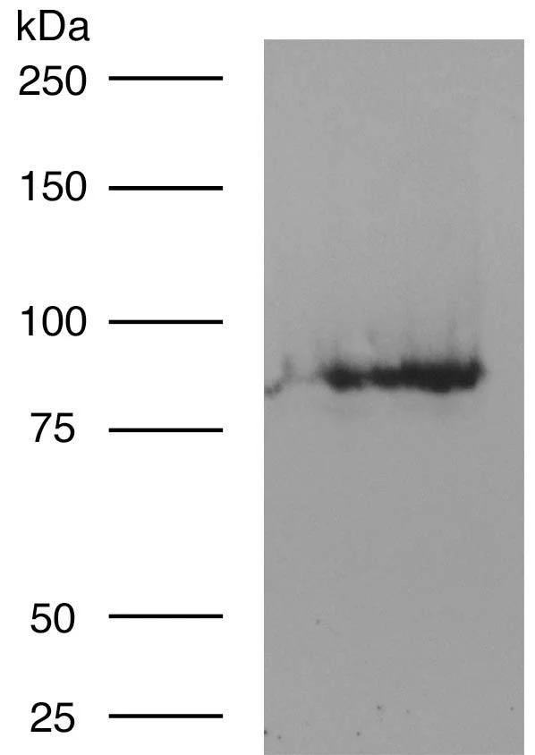 Anti-CNGA1 and CNGA3 Antibody