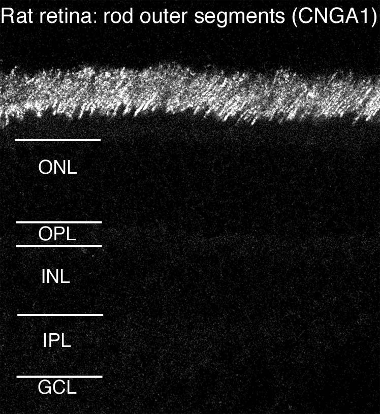 Anti-CNGA1 and CNGA3 Antibody - Image 2