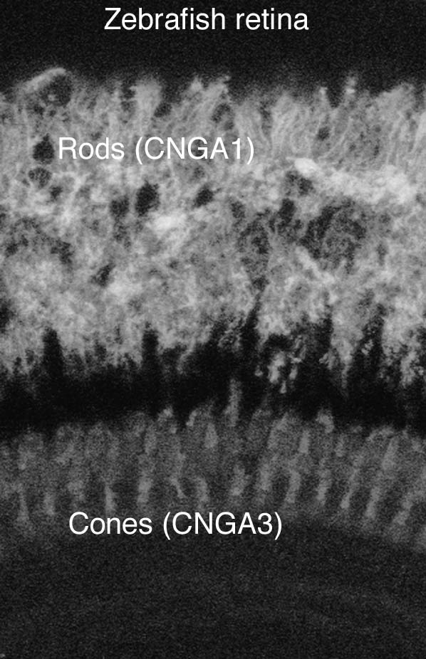 Anti-CNGA1 and CNGA3 Antibody - Image 3