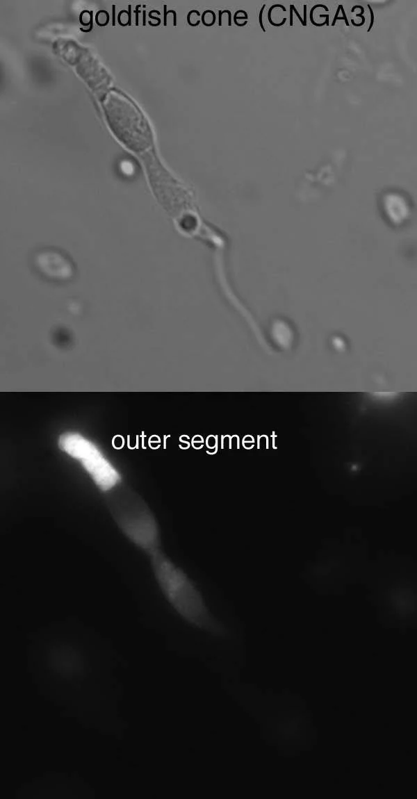Anti-CNGA1 and CNGA3 Antibody - Image 4