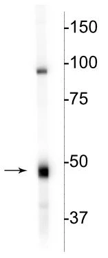 Anti-CNP (2,3-cyclic nucleotide-3-phosphodiesterase) Antibody - Image 2
