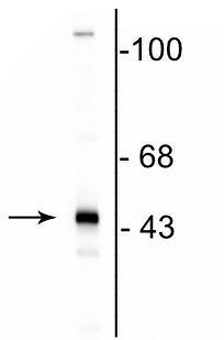 Anti-CNP (2,3-cyclic nucleotide-3-phosphodiesterase) Antibody - Image 2