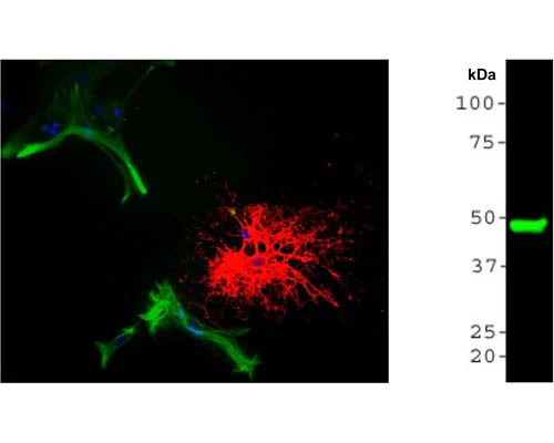 Anti-CNPase Antibody