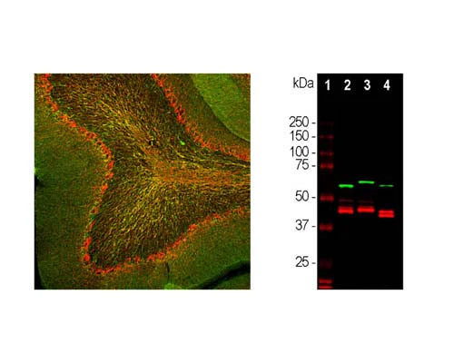 Anti-CNPase Antibody - Image 2
