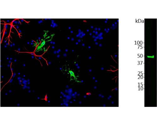 Anti-CNPase Antibody