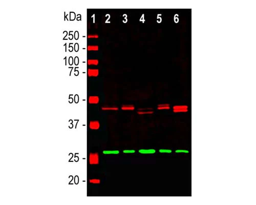 Anti-CNPase Antibody - Image 2