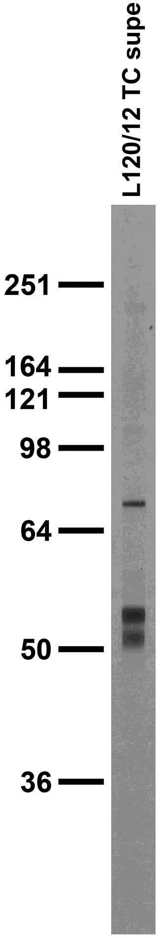 Anti-Collybistin Antibody - Image 2