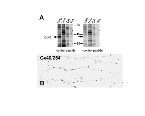 Anti-Connexin-40 (Cx40) Antibody