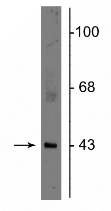 Anti-Connexin 43 Antibody