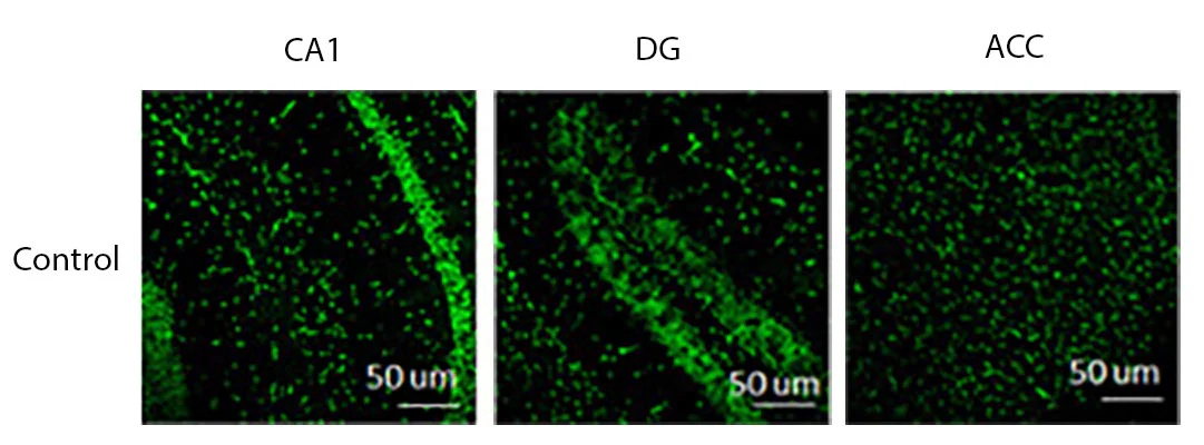 Anti-Connexin 43 Antibody - Image 2