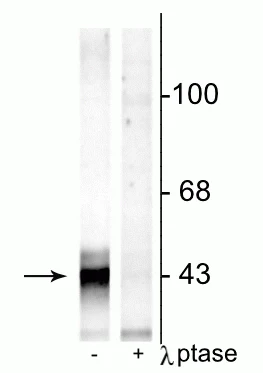 Anti-Connexin 43 (Ser368) Antibody