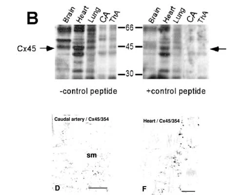 Anti-Connexin-45 (Cx45) Antibody