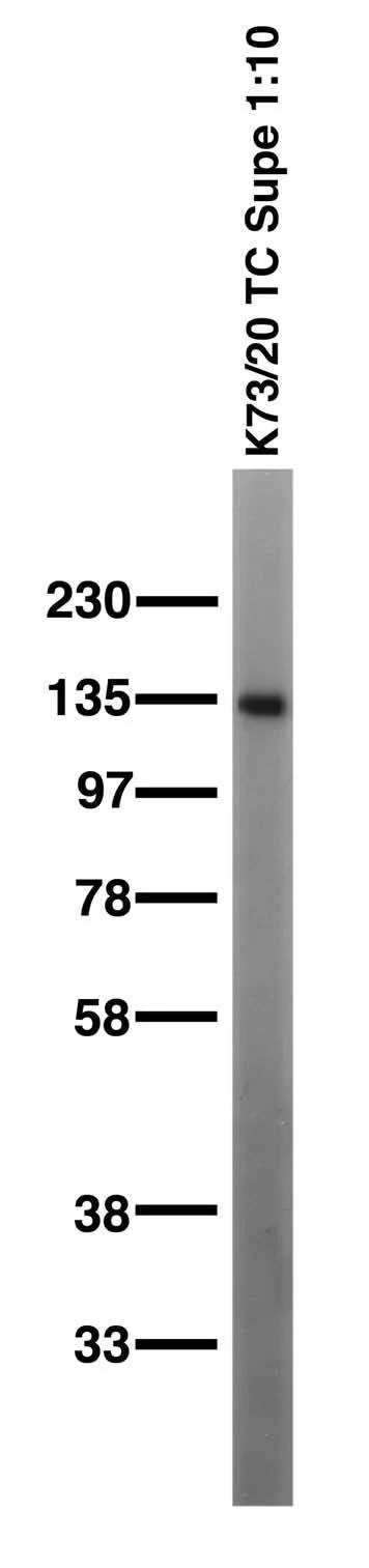 Anti-Contactin/F3 Antibody - Image 2