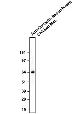 Anti-Cortactin Recombinant Chicken Chimeric mAb - Image 2