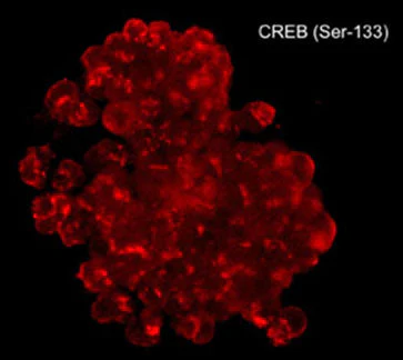Anti-CREB (Ser-133), Phosphospecific Antibody - Image 2