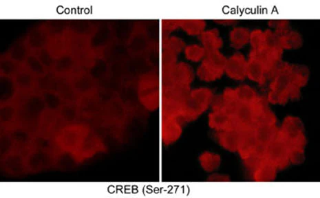 Anti-CREB (Ser-271), Phosphospecific Antibody - Image 2