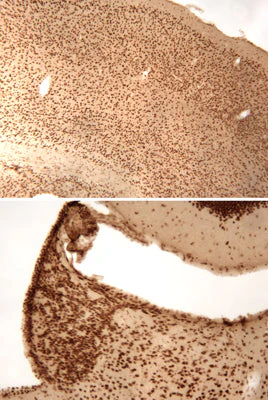 Anti-CREB (Ser133) Antibody - Image 3