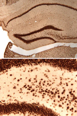 Anti-CREB (Ser133) Antibody - Image 4