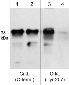 Anti-CrkL (C-terminus) Antibody