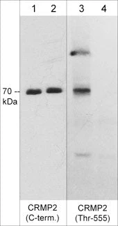 Anti-CRMP2 (Thr-555), Phosphospecific Antibody