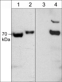 Anti-CRMP2 (Thr-555), Phosphospecific Antibody