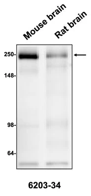 Anti-CSPG4/NG2 Antibody