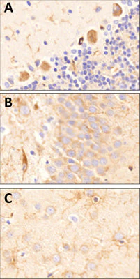 Anti-CSPG4/NG2 Antibody - Image 2