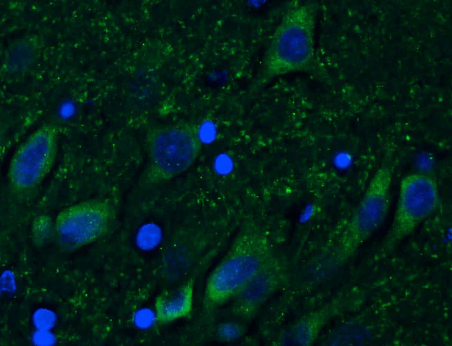 Anti-CSPG4/NG2 Recombinant Chicken Chimeric mAb