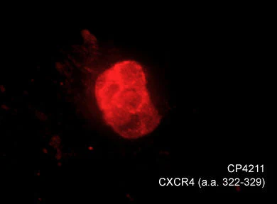 Anti-CXCR4 (C-terminal region) Antibody - Image 2