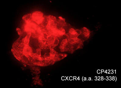 Anti-CXCR4 (C-terminal region) Antibody - Image 2