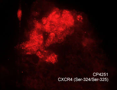 Anti-CXCR4 (Ser-324/Ser-325), Phosphospecific Antibody - Image 2