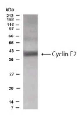 Anti-Cyclin E2 Antibody