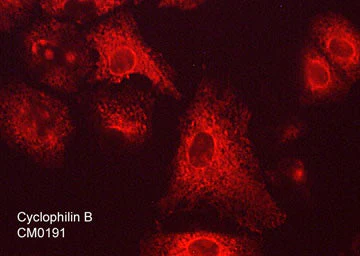 Anti-Cyclophilin B Antibody - Image 2