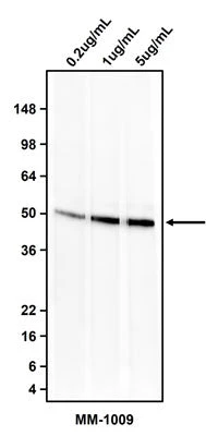 Anti-Cytokeratin 18 (CK18) Antibody - Image 2