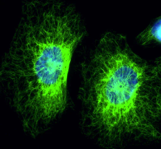 Anti-Cytokeratin 8 Recombinant Chicken Chimeric mAb