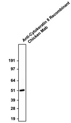 Anti-Cytokeratin 8 Recombinant Chicken Chimeric mAb - Image 2