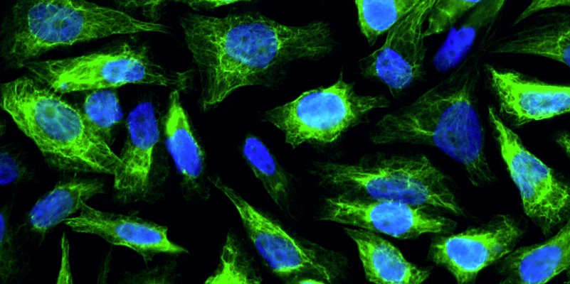 Anti-Cytokeratin 8 Recombinant Chicken Chimeric mAb - Image 4